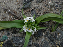 Zephyra compacta