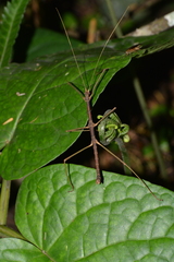 Ceroys perfoliatus