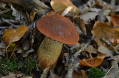 Leccinum