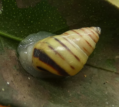 Drymaeus rufolineatus