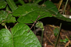 Ceroys perfoliatus