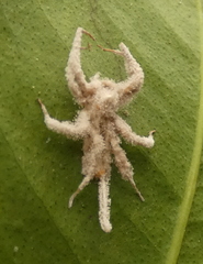 Gibellula