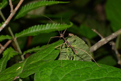 Ceroys perfoliatus