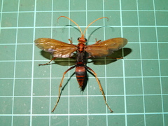 Leptodialepis nicevillei