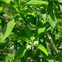 Lippia javanica