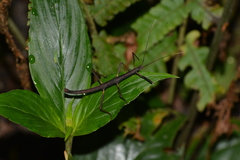 Ceroys perfoliatus