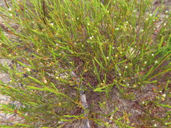 Coleonema juniperinum