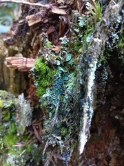 Arthrorhaphis aeruginosa