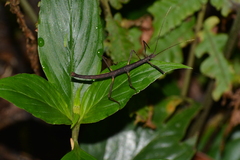 Ceroys perfoliatus