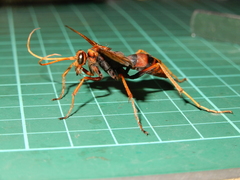Leptodialepis nicevillei