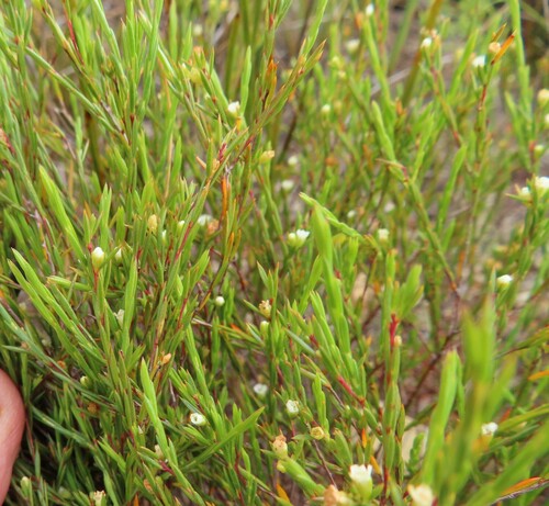 Image of Coleonema juniperinum by (c) linkie, some rights reserved (CC BY)