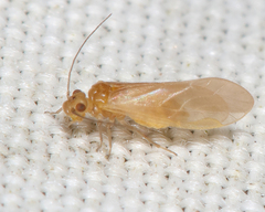 Valenzuela pinicola