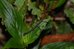 Ceroys perfoliatus
