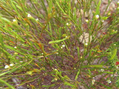 Coleonema juniperinum