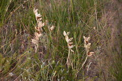 Gladiolus alatus