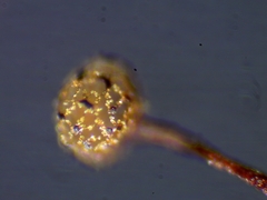 Cribraria microcarpa