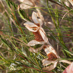 Gladiolus alatus