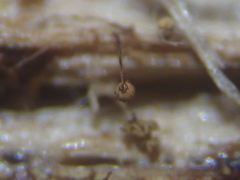 Cribraria microcarpa