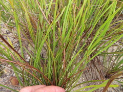 Protea scorzonerifolia