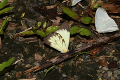 Pieriballia