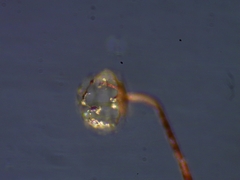 Cribraria microcarpa