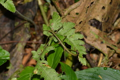 Ceroys perfoliatus