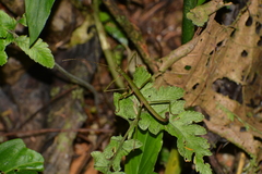 Ceroys perfoliatus
