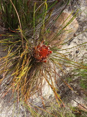 Protea scorzonerifolia