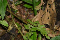 Ceroys perfoliatus