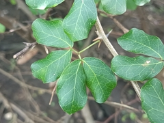 Pithecellobium unguis-cati