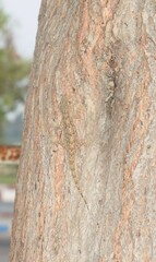 Hemidactylus flaviviridis