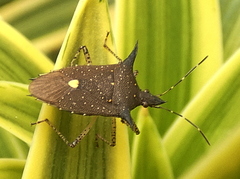 Proxys albopunctulatus