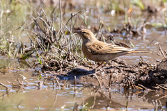Emberiza impetuani