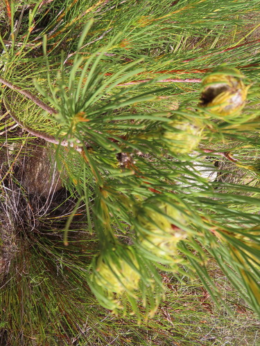 Image of Needleleaf Featherbush by (c) linkie, some rights reserved (CC BY)