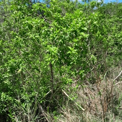 Lippia javanica