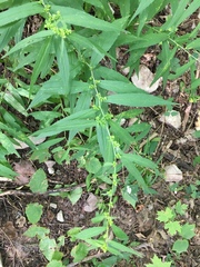 Solidago caesia caesia