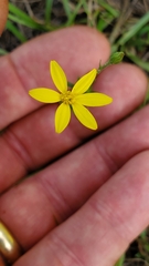 Croptilon divaricatum