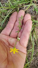 Croptilon divaricatum