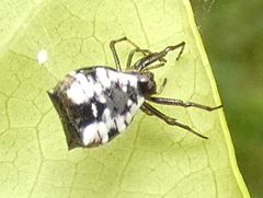 Micrathena patruelis