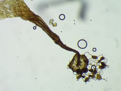 Cribraria microcarpa