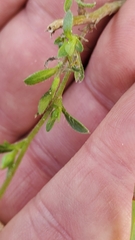 Croptilon divaricatum