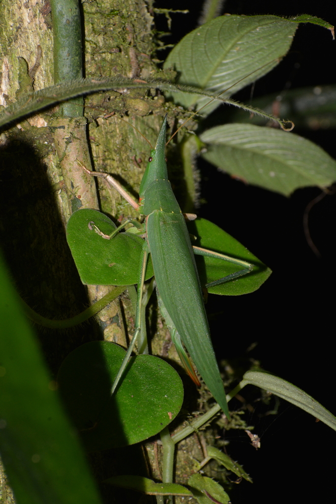 Dorycoryphus