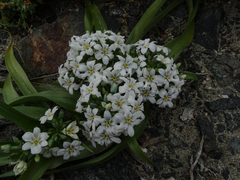 Zephyra compacta