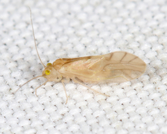 Xanthocaecilius quillayute