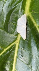 Orthoclydon praefectata