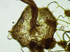 Cribraria microcarpa