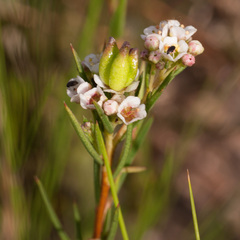 Diosma hirsuta