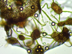 Cribraria microcarpa