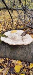 Trametes gibbosa