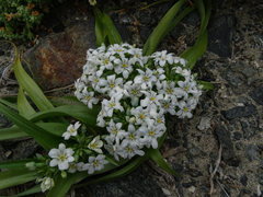 Zephyra compacta
